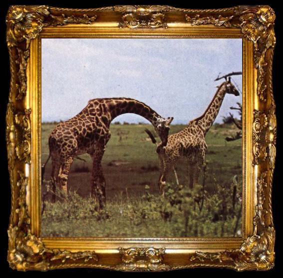 framed  unknow artist To grand hojder an giraffe nar no other landvarelse wonder utovande of slaktbestyren, ta009-2